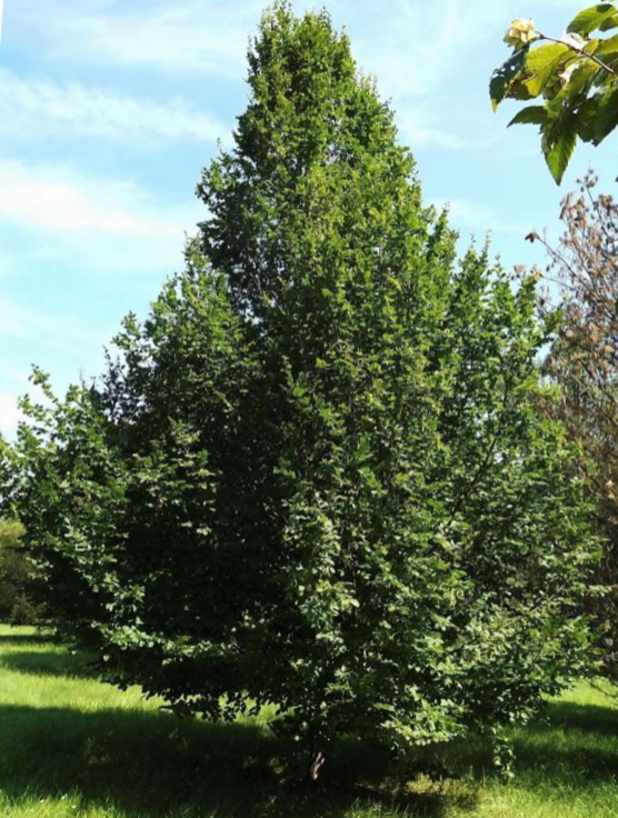 Pinocchio European Hornbeam (Carpinus betulus 'Pinocchio') - 3 gallon 48" TREE -Ship Only