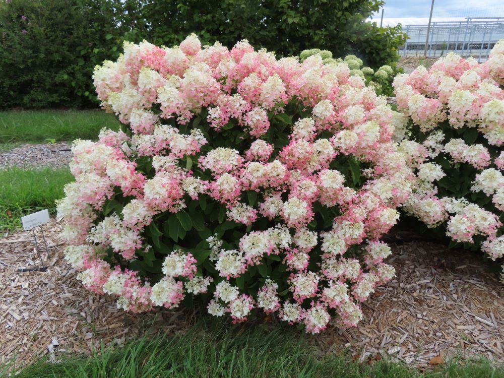 French Manicure™ Hydrangea Paniculata (Hydrangea paniculata 'Bailpantwo' ) - QT -Ship Only