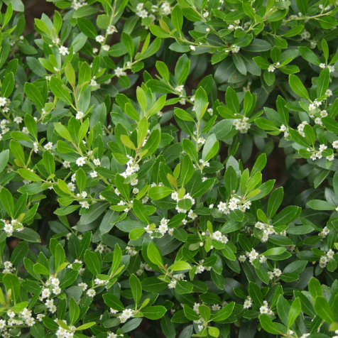 Compact Japanese Holly (Ilex crenata 'Compacta') - QT -Ship Only