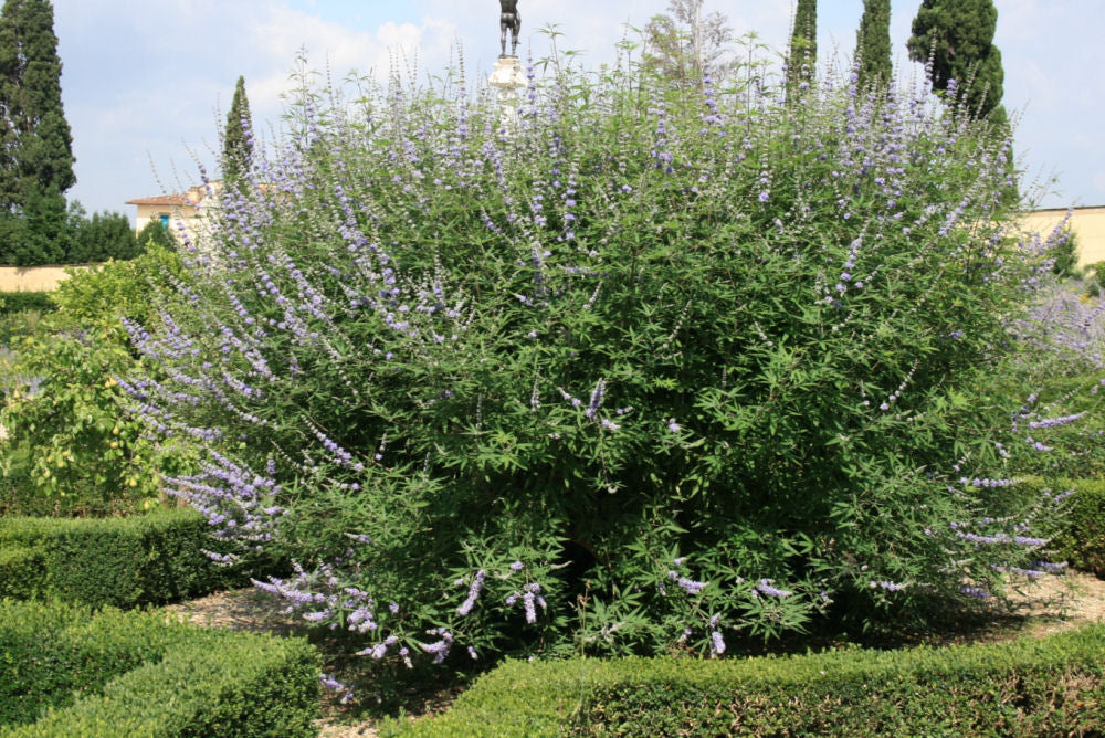 Chastetree/ Monk's Pepper (Vitex agnus castus 'Agnus-Castus') - QT -Ship Only