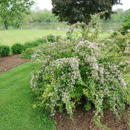 Jolene Jolene® Beautybush (Kolkwitzia 'Jolene Jolene') - QT -Ship Only
