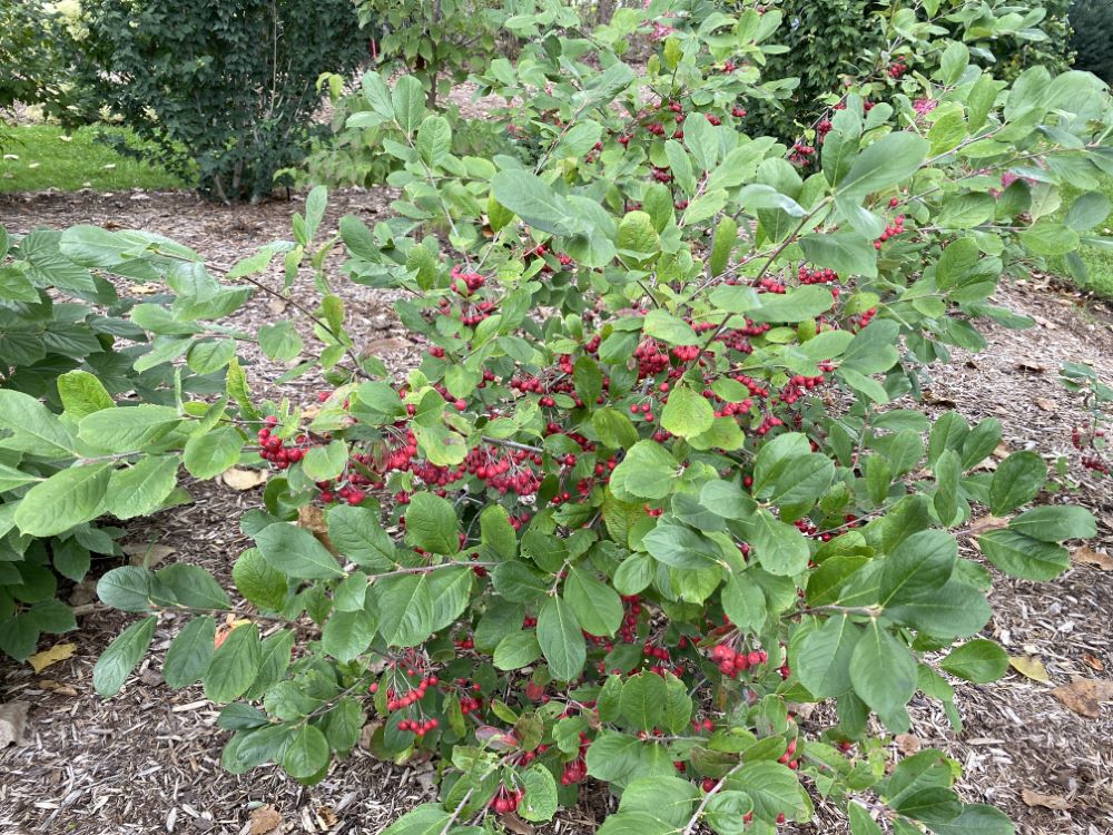 Berry Scape® Aronia (Aronia arbutifolia’Berry Scape’) - QT -Ship Only