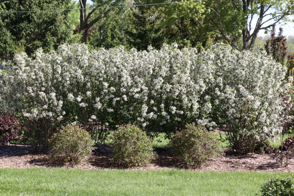 Low Scape Snowfire® Chokeberry (Aronia melanocarpa ‘Snowfire’) - QT -Ship Only