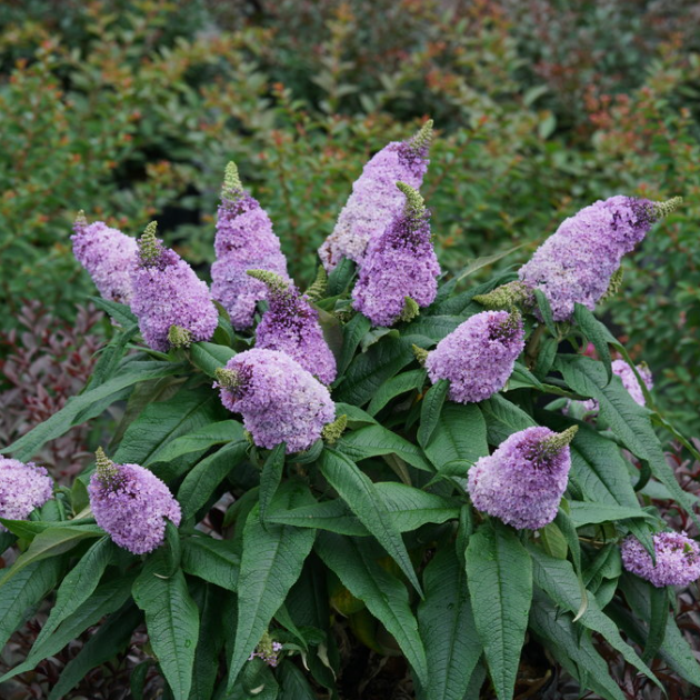 Pugster® Amethyst Butterfly Bush (Buddleia 'Pugster Amethyst') - QT -Ship Only
