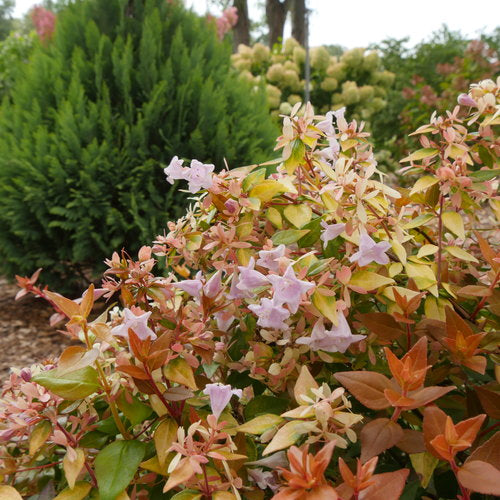 Funshine® Abelia grandiflora (Abelia grandiflora ‘Funshine’) - QT -Ship Only