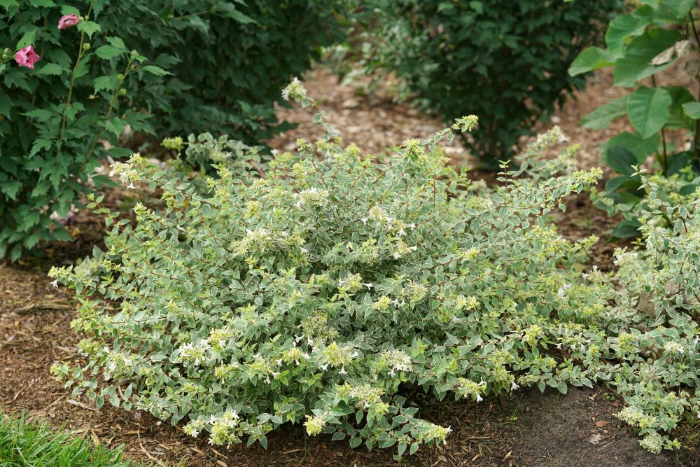 Mucho Gusto® Abelia (Abelia x grandiflora ‘Mucho Gusto’) - QT -Ship Only
