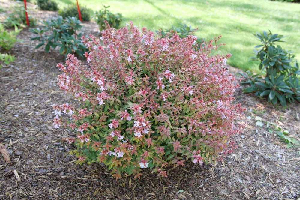 Poco Loco® Abelia (ABELIA POCO LOCO) - QT -Ship Only