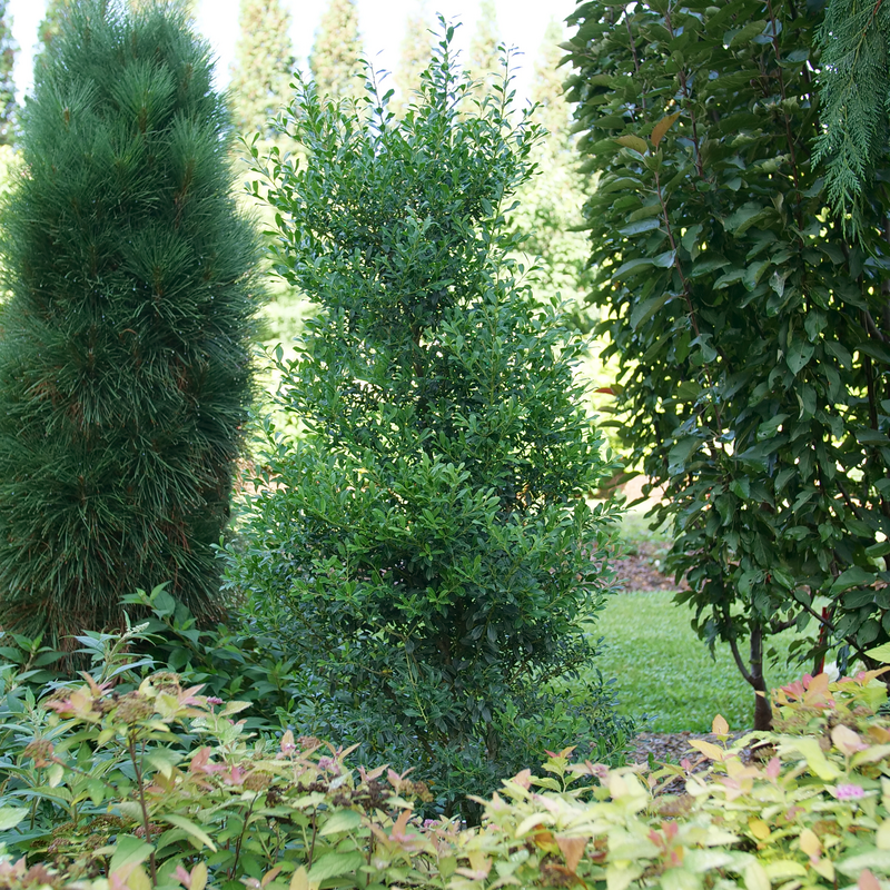 Squeeze Box Inkberry Holly (Ilex glabra 'Squeeze Box') - QT -Ship Only