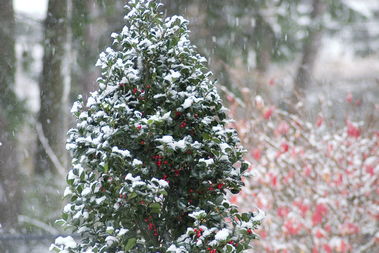 Castle Spire® Blue Holly (Ilex x meserveae 'Castle Spire') - QT -Ship Only