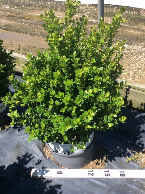 Sprinter® Boxwood (Buxus microphylla 'Sprinter') - QT -Ship Only
