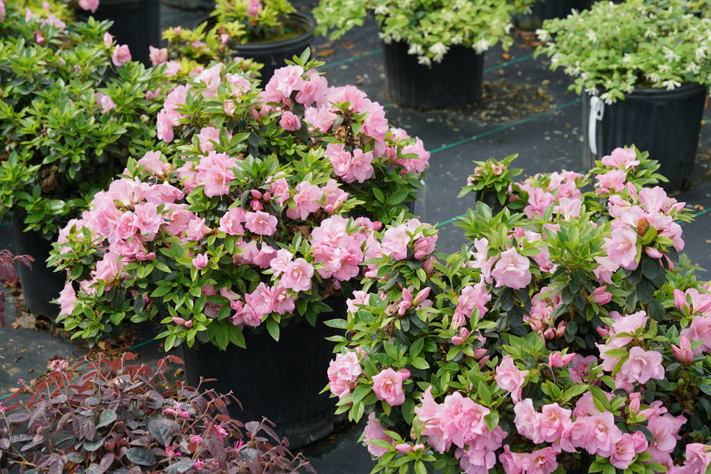 Perfecto Mundo® Double Pink Reblooming Azalea (Azalea 'Perfecto Mundo Dbl Pink') - QT -Ship Only
