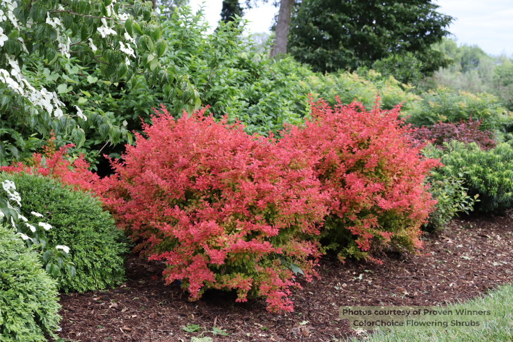 SUNJOY FAST NEO® Barberry (Berberis thunbergii 'NCBT4') - QT PWDF -Ship Only