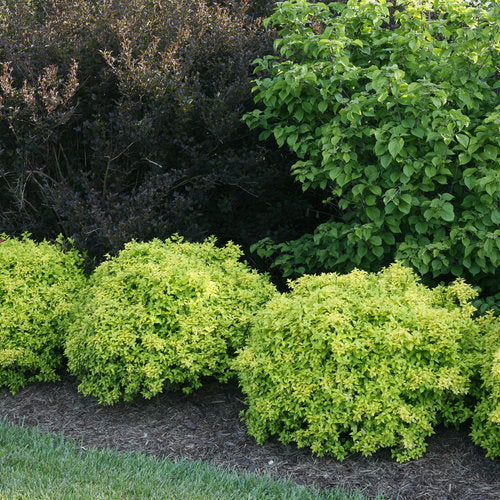 Sunjoy® Citrus Barberry (Berberis thunbergii 'Sunjoy Citrus') - QT -Ship Only