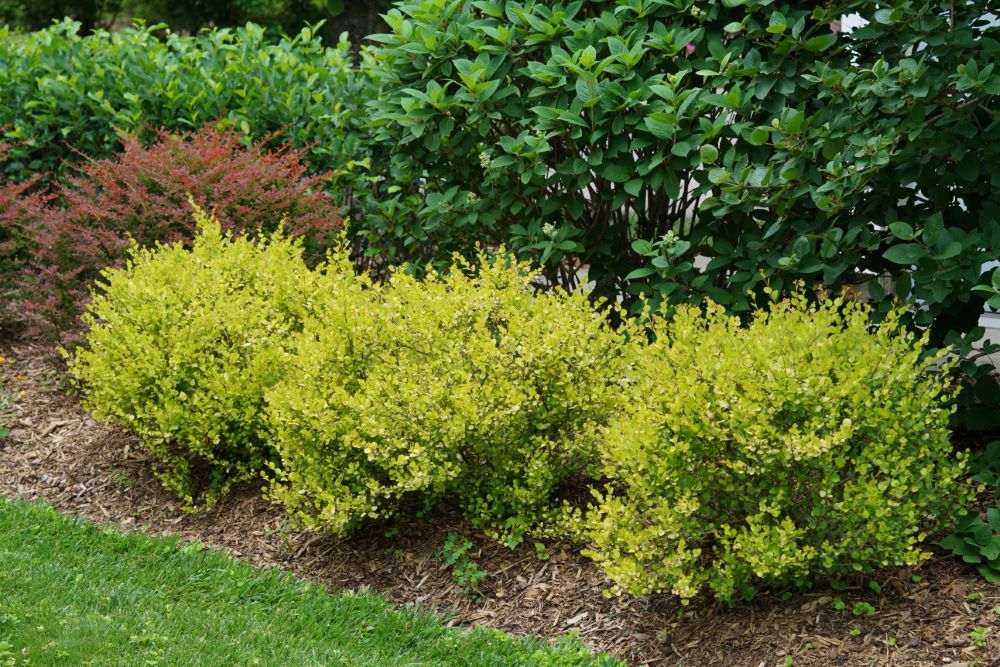 Cesky Gold® Dwarf Birch (Betula platyphylla 'Cesky Gold') - QT -Ship Only