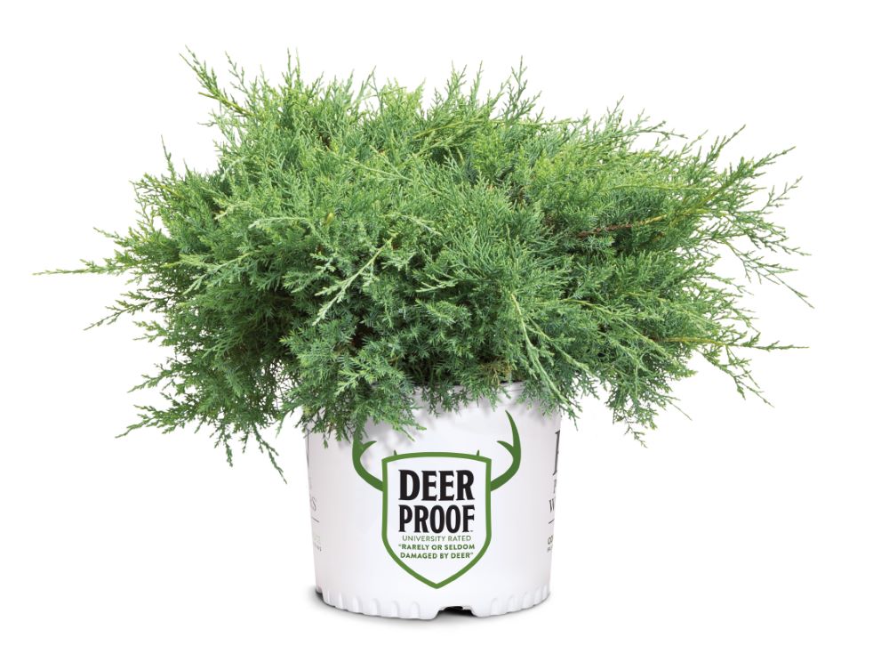 Montana Moss® Juniper (Juniper chinensis Montana Moss) - QT -Ship Only