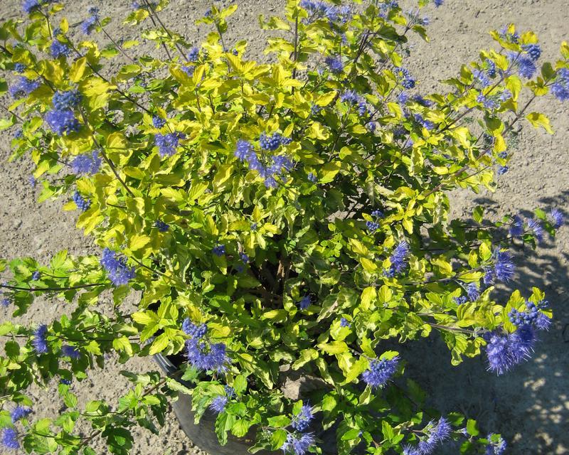 Sunshine Blue® II Bluebeard (Caryopteris sunshine 'Blue Ii') - QT -Ship Only