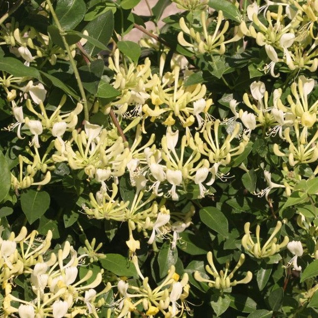 Scentsation Honeysuckle (Lonicera P 'Scentsation') - QT -Ship Only