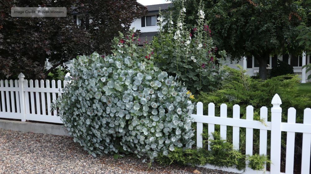 Kintzley's Ghost® Honeysuckle (Lonicera reticulata Kintzley's Ghost) - QT -Ship Only
