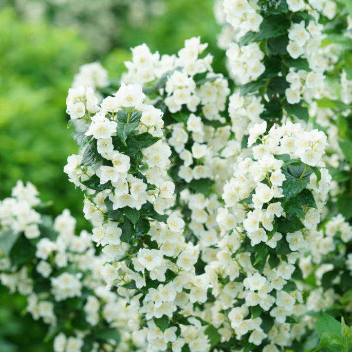 Illuminati Tower® Mockorange (Philadelphus illuminati 'Tower') - QT -Ship Only