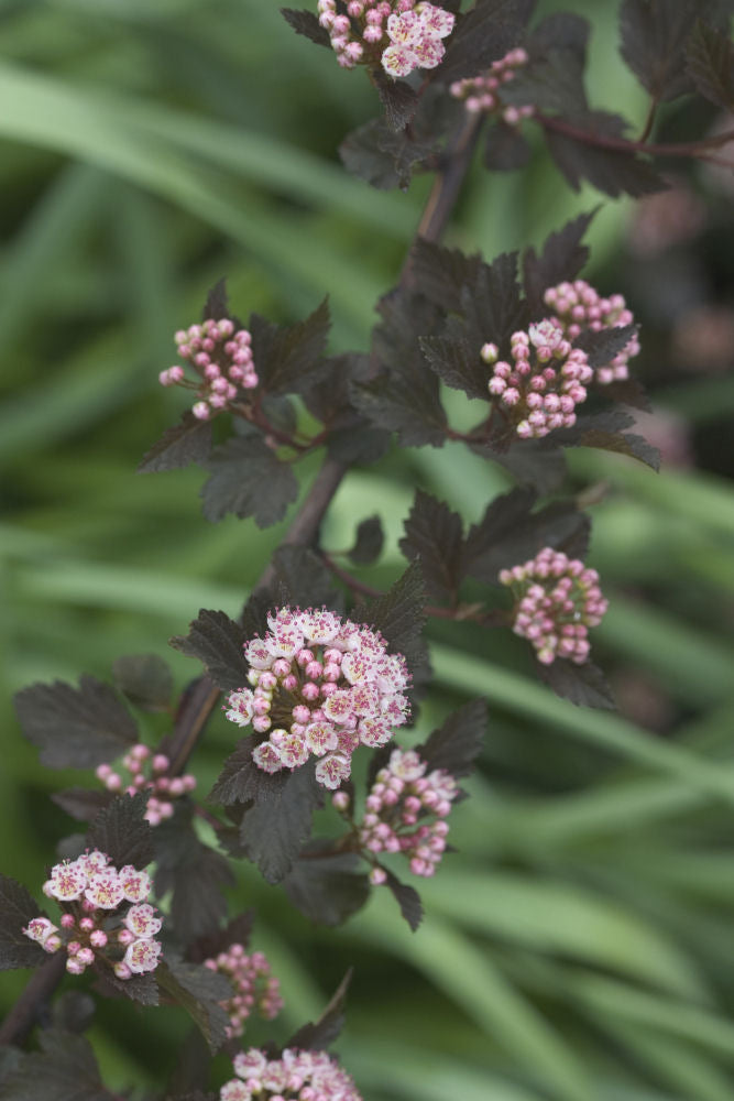 Summer Wine® Ninebark (Physocarpus opulifolius 'Seward') - QT -Ship Only