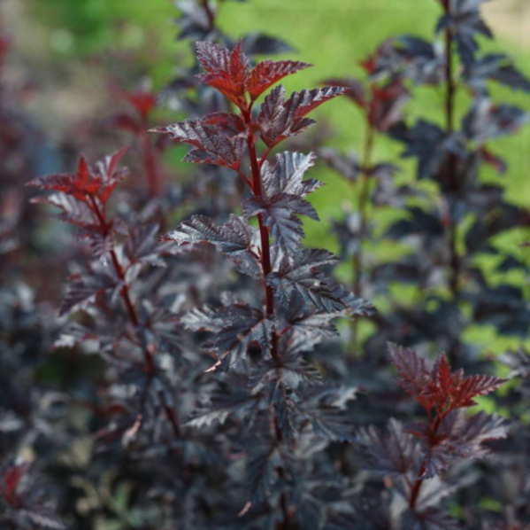 Summer Wine® Black Ninebark (Physocarpus O 'Smr Wine Black') - QT -Ship Only