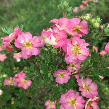Happy Face Hearts® Potentilla (Potentilla 'Happy Face Hearts') - QT -Ship Only