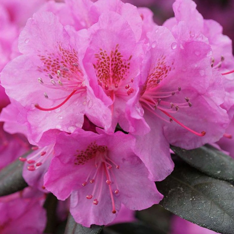 Rhododendron Black Hat® (Rhododendron x 'Black Hat') - QT -Ship Only