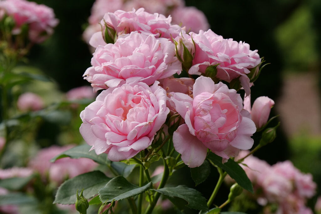 Reminiscent™ Pink Rose (Rosa reminiscent 'Pink') - QT -Ship Only