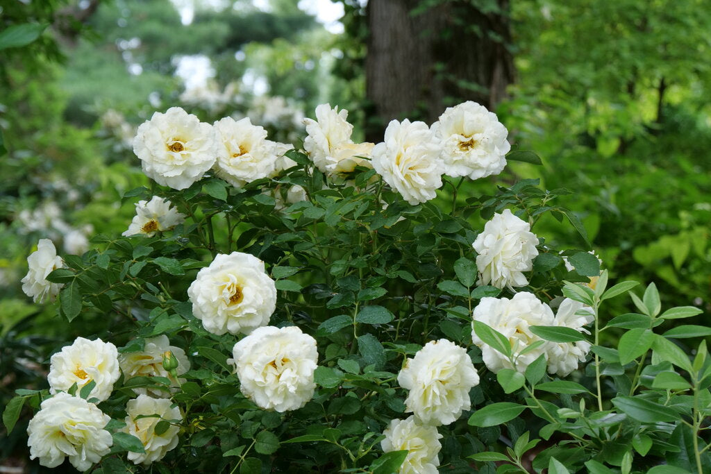 Reminiscent™ Crema Rose (Rosa reminiscent 'Crema') - QT -Ship Only