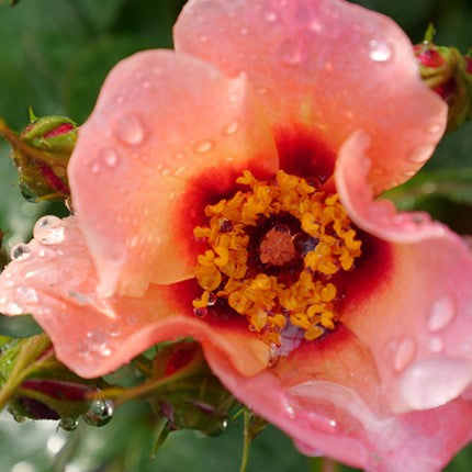 Ringo All-Star™ Rose (Rosa ringo 'All Star') - QT -Ship Only