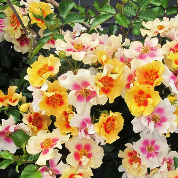 Ringo® Rose (Rosa 'Ringo') - QT -Ship Only