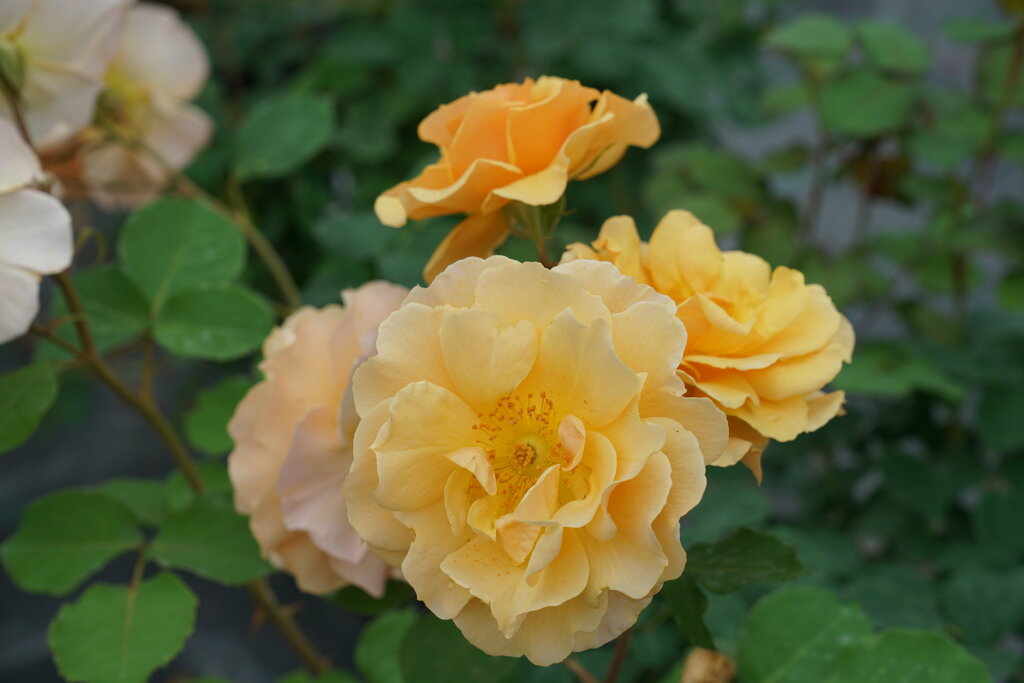 Rise Up Amberness™ Rose (Rosa rise 'Up Amberness') - QT -Ship Only