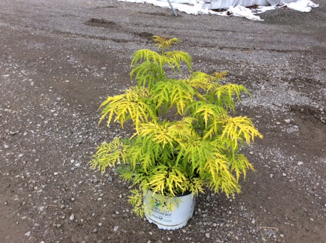 Lemony Lace® Elderberry (Sambucus lemony 'Lace') - QT -Ship Only