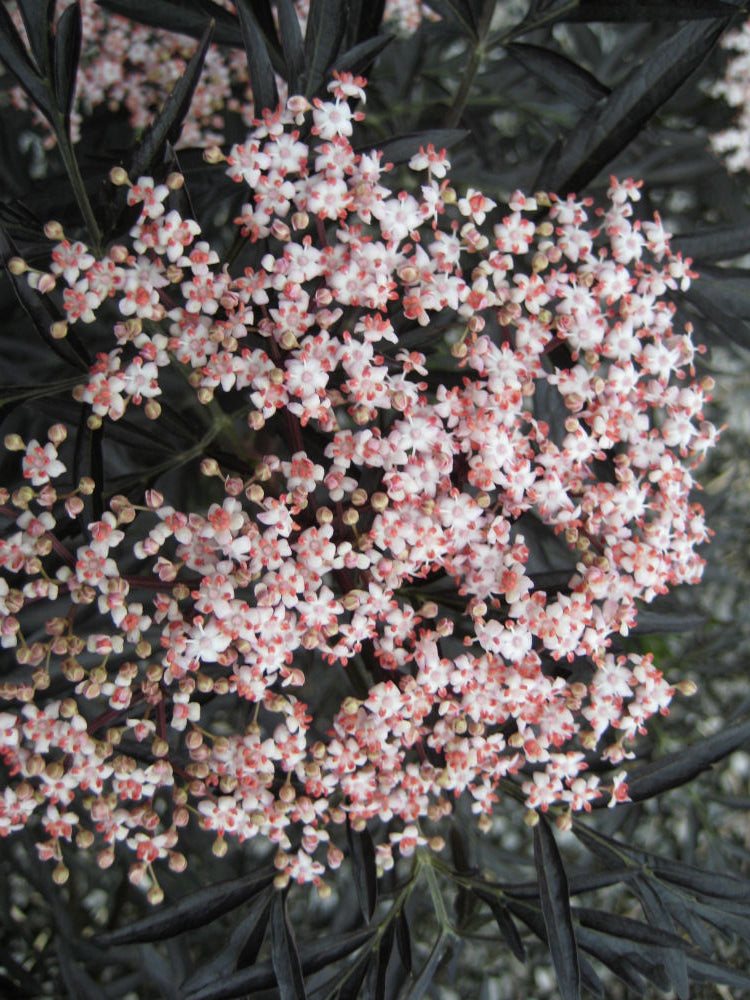Black Lace® Elderberry (Sambucus nigra 'Eva') - QT -Ship Only