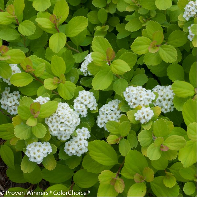 Glow Girl® Birchleaf Spirea (Spiraea BET 'Glow Girl') - QT -Ship Only