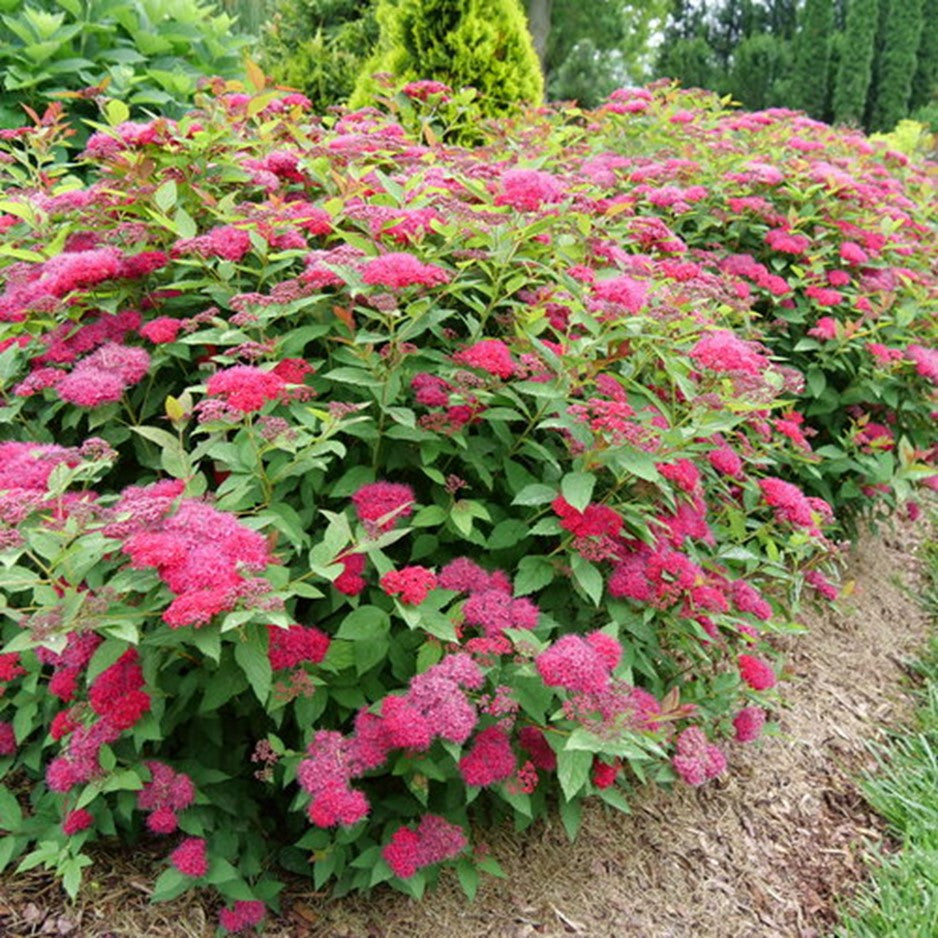 Double Play Doozie® Spirea (Spiraea JAP 'Dbl Play Doozie') - QT -Ship Only