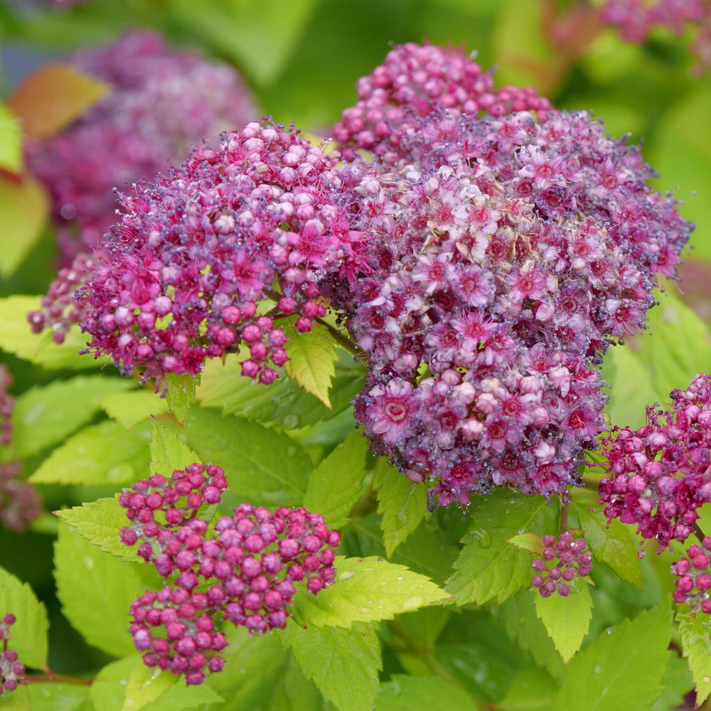 Double Play Dolly® Spirea (Spiraea JAP 'Dbl Play Dolly') - QT -Ship Only