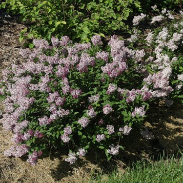 Baby Kim® Lilac (Syringa patula 'Baby Kim') - QT -Ship Only