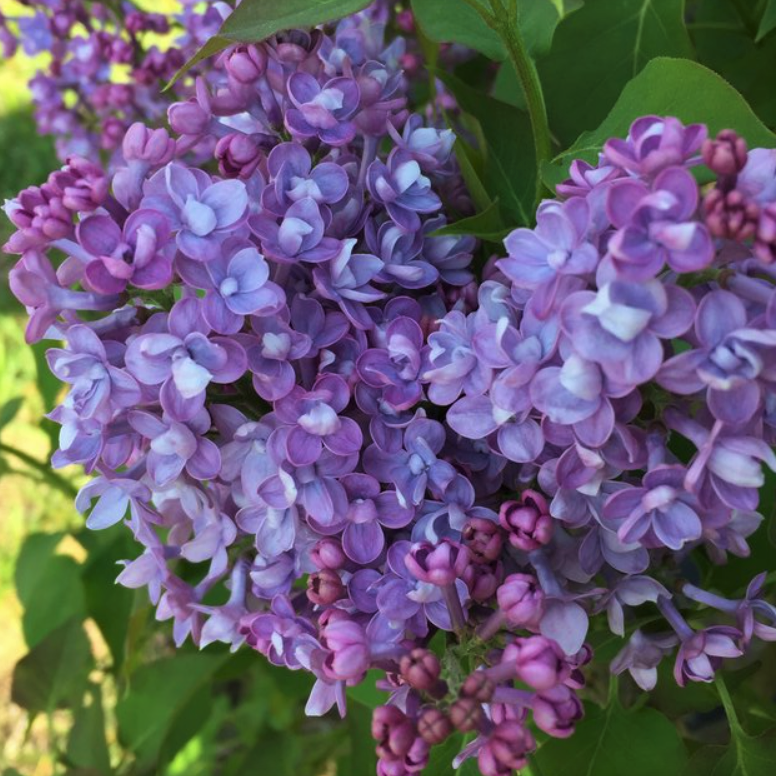 Scentara® Double Blue Lilac (Syringa x 'Scentara Double Blue') - QT -Ship Only