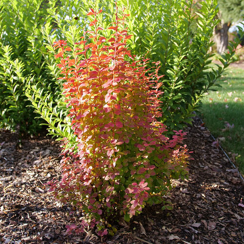 Sunjoy Orange Pillar® Barberry (Berberis thunbergii 'Sunjoy Orange Pillar') - QT -Ship Only
