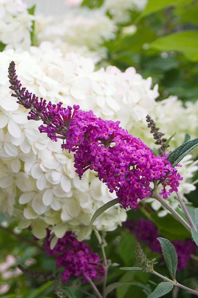 Proven Winners® Color Choice® Miss Ruby Butterfly Bush (Buddleia x 'Miss Ruby') - QT -Ship Only