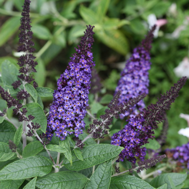 Pugster Blue® Butterfly Bush
(Buddleia 'Pugster Blue') - QT -Ship Only