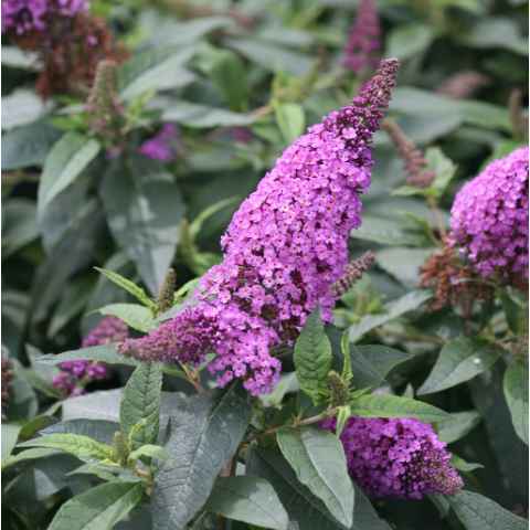 Pugster Periwinkle® Butterfly Bush (Buddleia 'Pugster Periwinkle') - QT -Ship Only