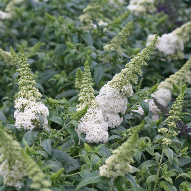 Pugster White® Butterfly Bush (Buddleia 'Pugster White') - QT -Ship Only
