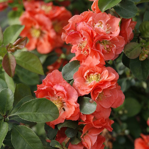 Double Take® Peach Quince (Chaenomeles S 'D+Bd896+C897') - QT -Ship Only