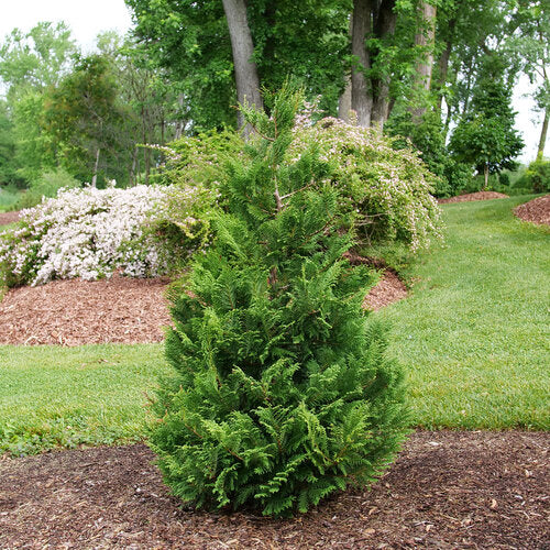 Cedar Rapids® False Cypress (Chamaecyparis cedar 'Rapids') - QT -Ship Only