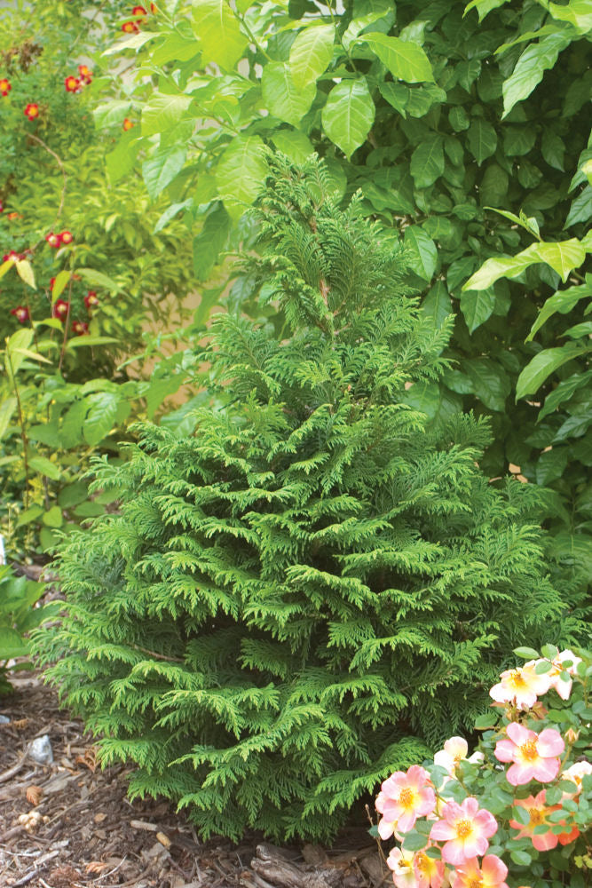 Proven Winners® Color Choice® Soft Serve® False Cypress (Chamaecyparis pisifera ‘Dow Whiting’) - QT -Ship Only