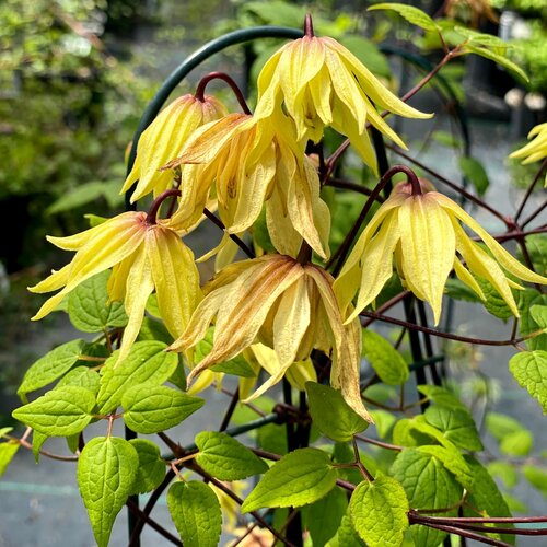 Funyella® Clematis (Clematis 'Golden Dream') - QT -Ship Only