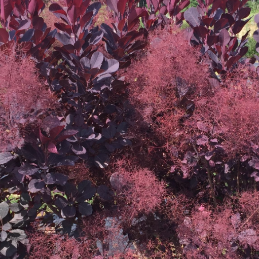 Winecraft Black® Smokebush (Cotinus coggygria 'Winecraft Black') - QT -Ship Only