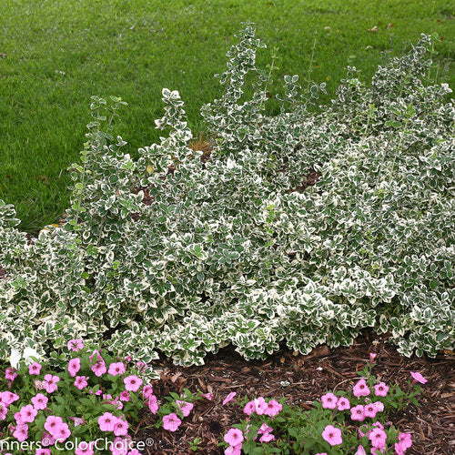White Album® Wintercreeper (Euonymus fortunei 'White Album') - QT -Ship Only